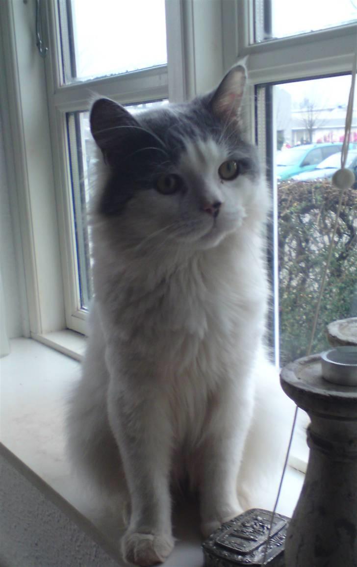 Blanding af racer Diego billede 16