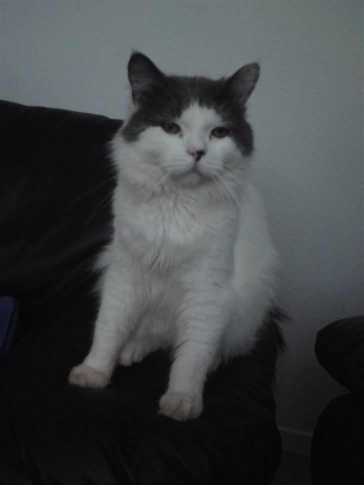 Blanding af racer Diego billede 17