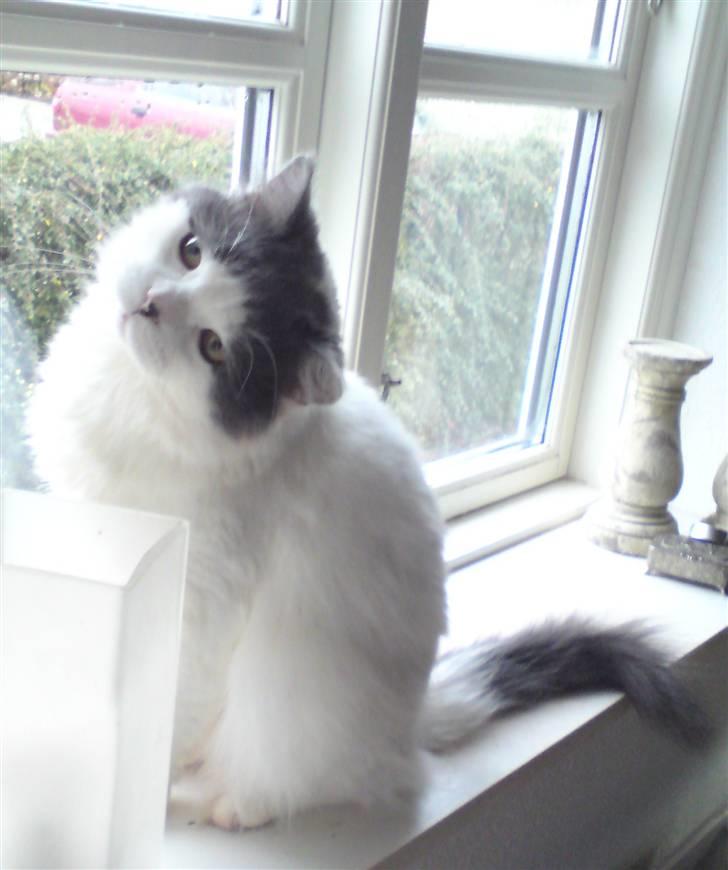 Blanding af racer Diego billede 18