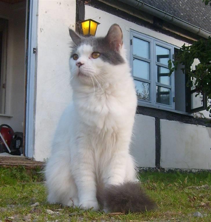 Blanding af racer Diego billede 19