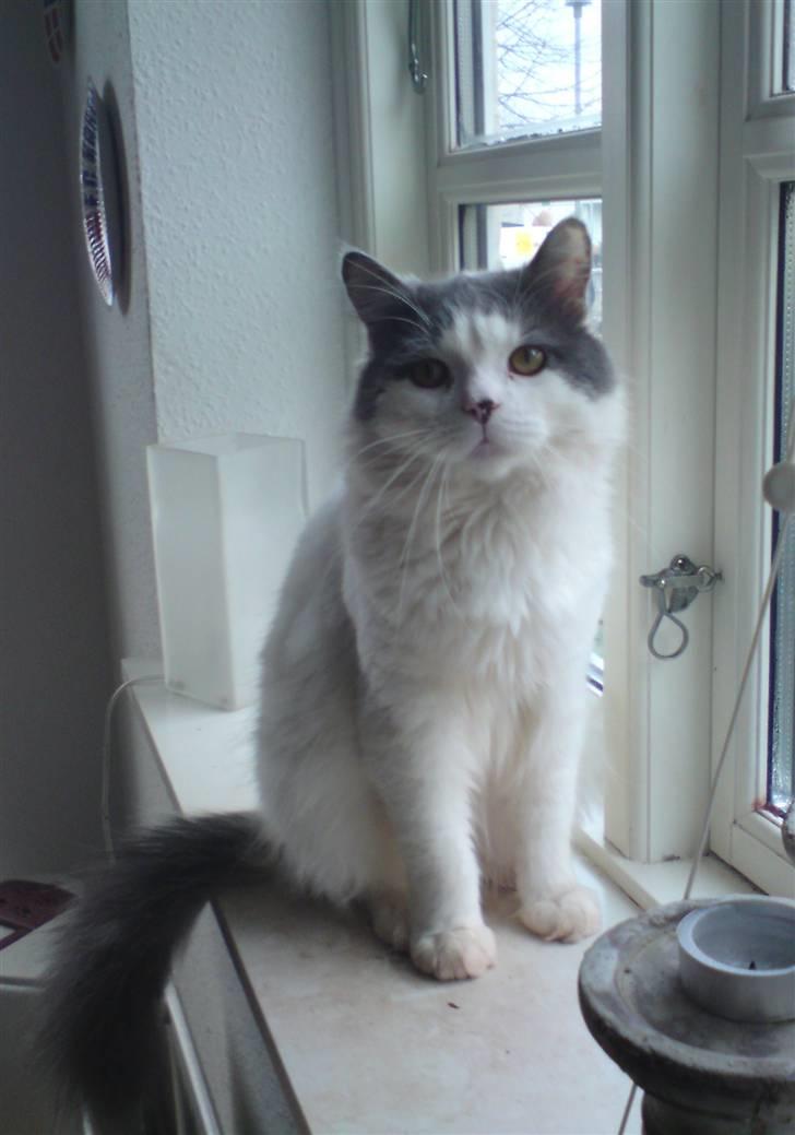 Blanding af racer Diego billede 20