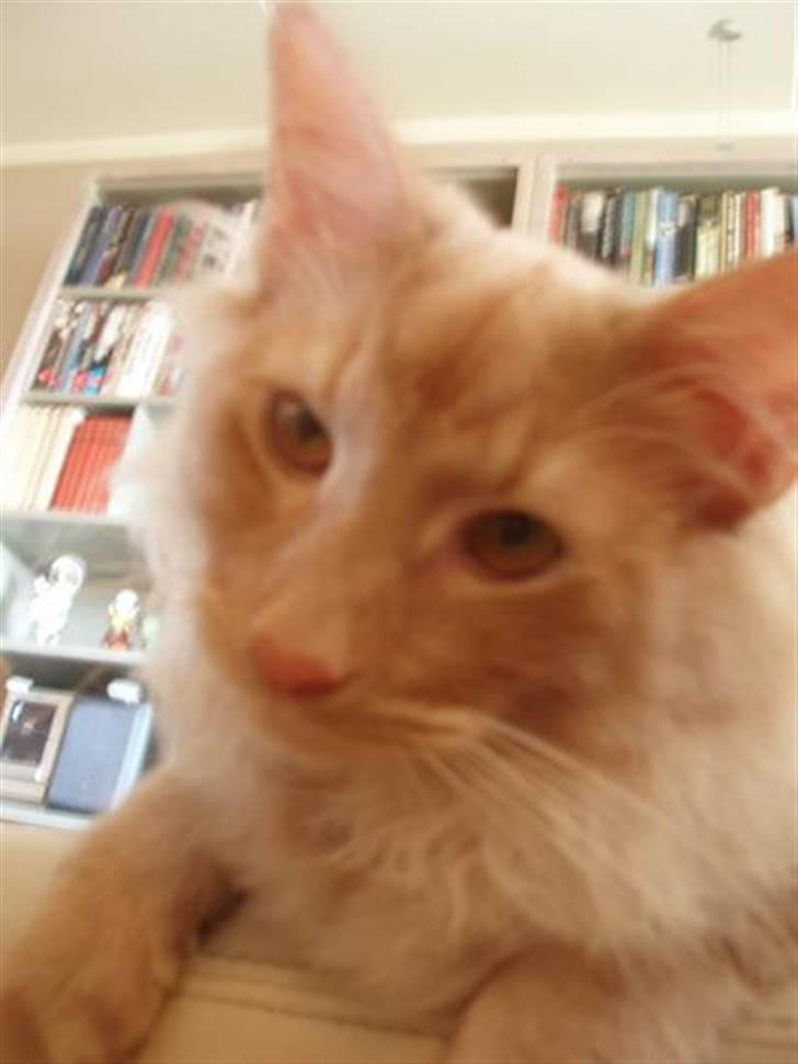 Norsk Skovkat Viktor - 6 mdr billede 7