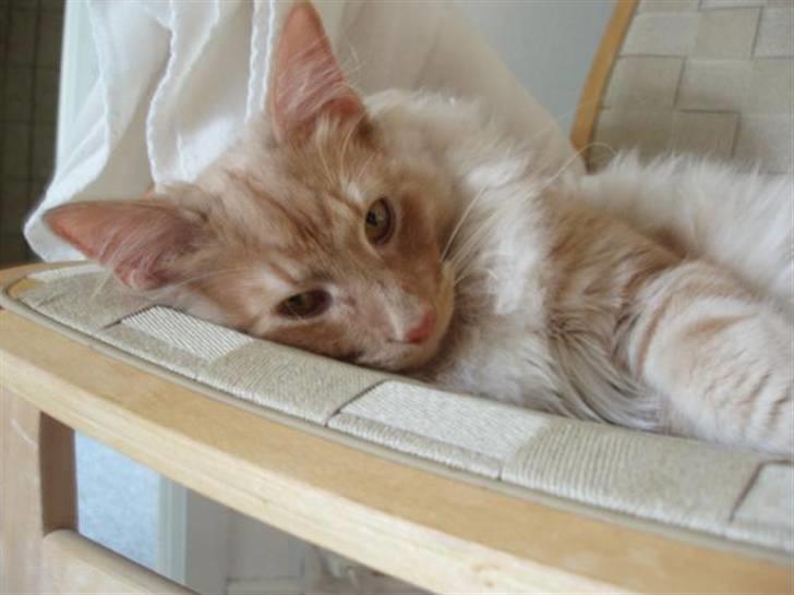 Norsk Skovkat Viktor - 6 mdr billede 8