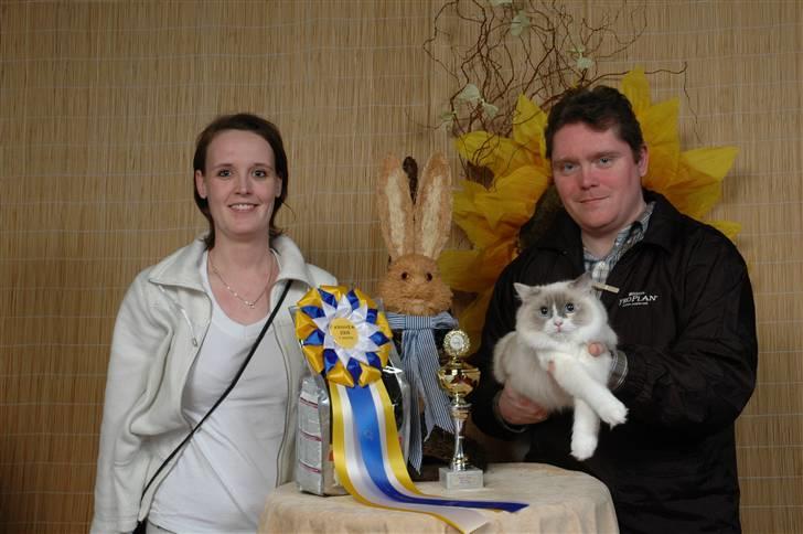 Ragdoll JW Dk Vandoll Celeste billede 1