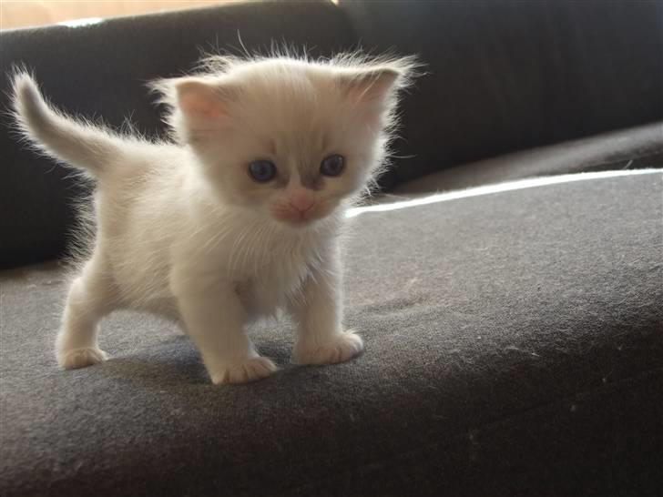 Ragdoll JW Dk Vandoll Celeste billede 3