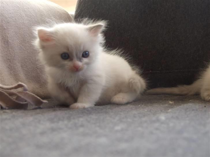 Ragdoll JW Dk Vandoll Celeste billede 4