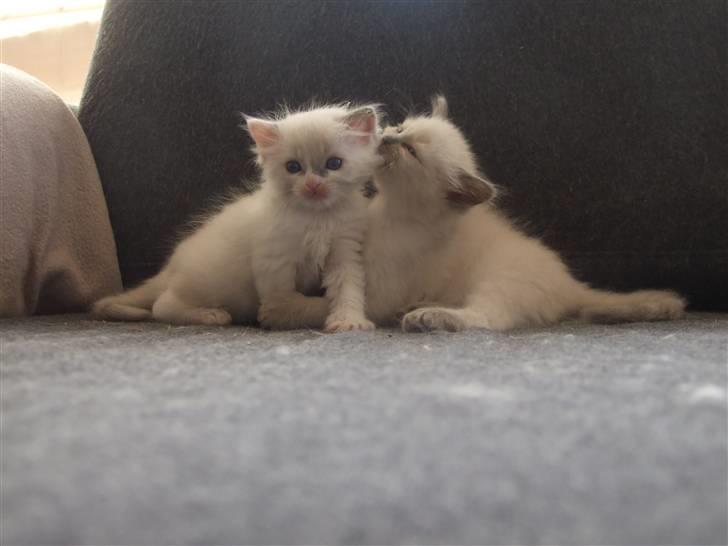 Ragdoll JW Dk Vandoll Celeste billede 5