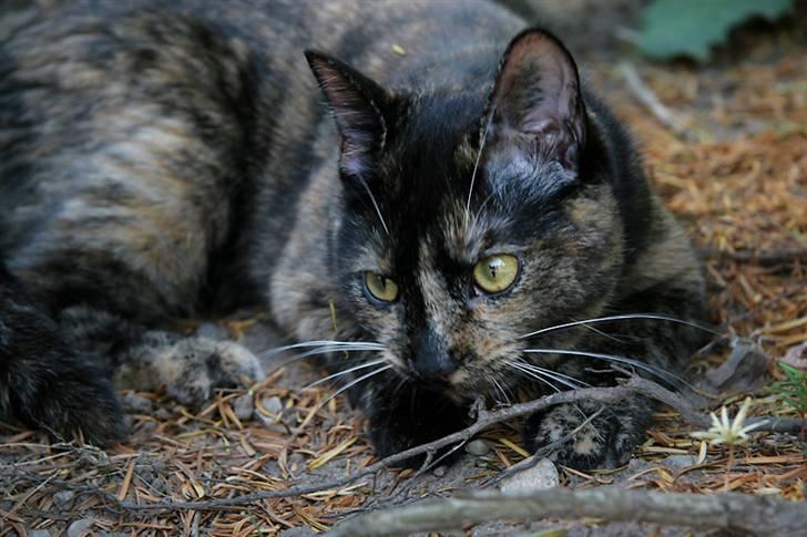 Huskat Mifune -- Flyttet - *NYT* september ´08 - Mifune i sin have billede 19