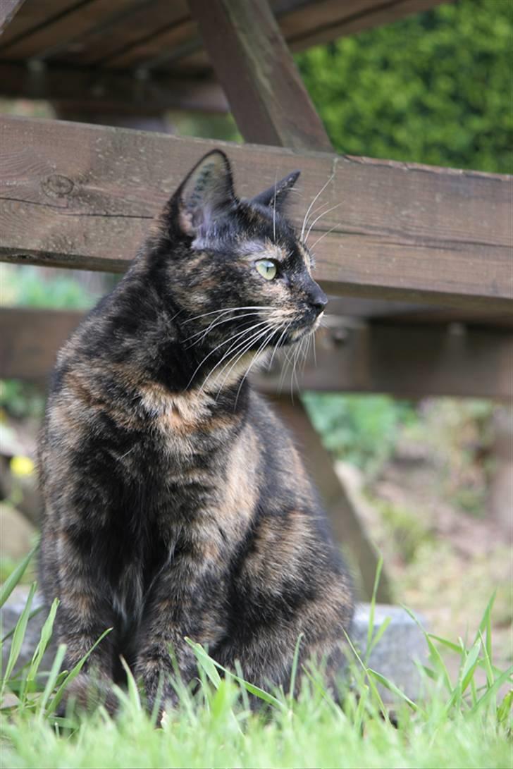 Huskat Mifune -- Flyttet - *NYT* september ´08 - Hun er efterhånden blevet en stor fin mis :-) billede 20