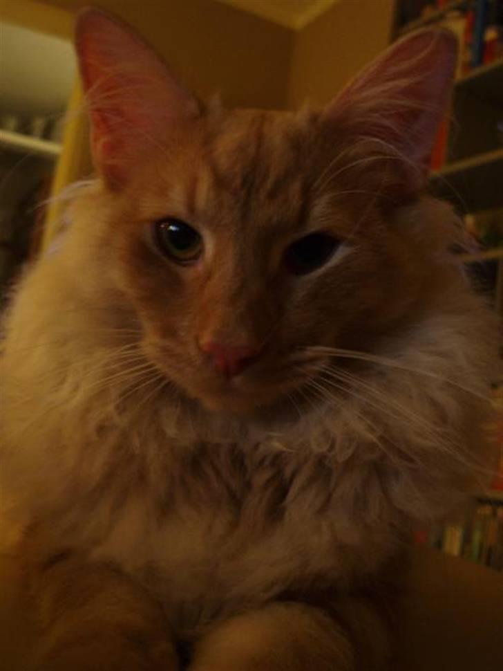 Norsk Skovkat Viktor - 6 mdr billede 9