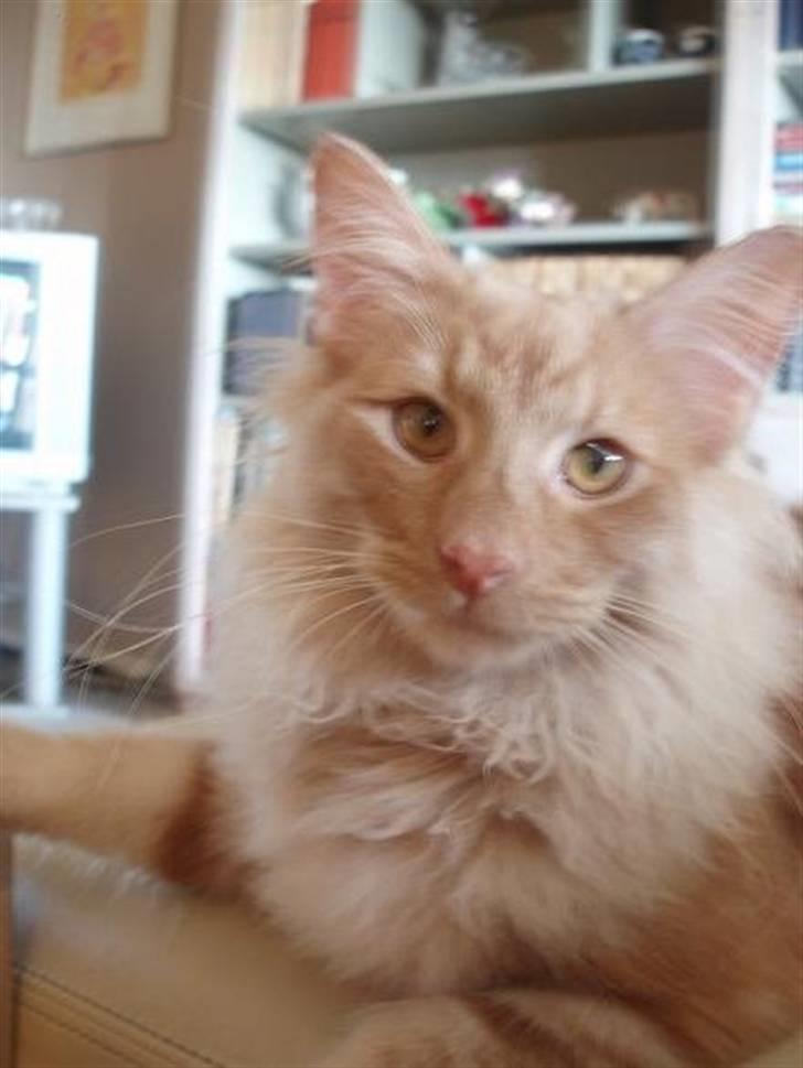 Norsk Skovkat Viktor - 6 mdr billede 10