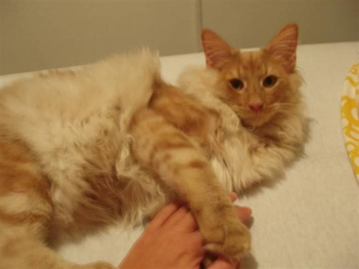 Norsk Skovkat Viktor - 6 mdr billede 11