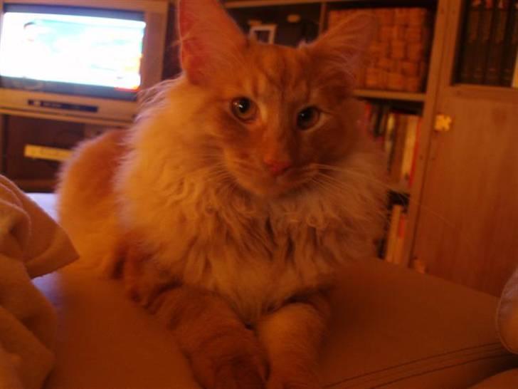 Norsk Skovkat Viktor - 6 mdr billede 12