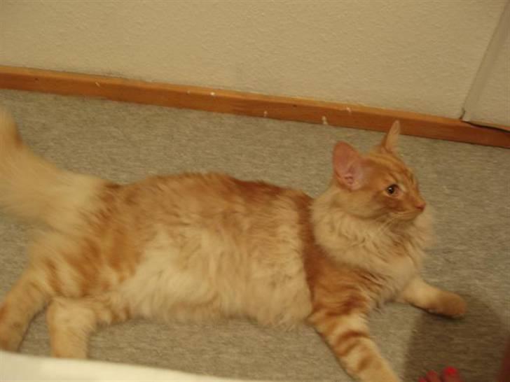 Norsk Skovkat Viktor - 6 mdr billede 13