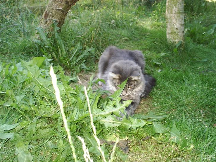 Maine Coon Corona aka Cassi billede 18