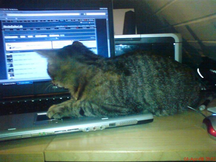 Huskat Pus 'R.I.P* :´( billede 18