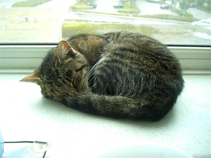 Huskat Pus 'R.I.P* :´( billede 19