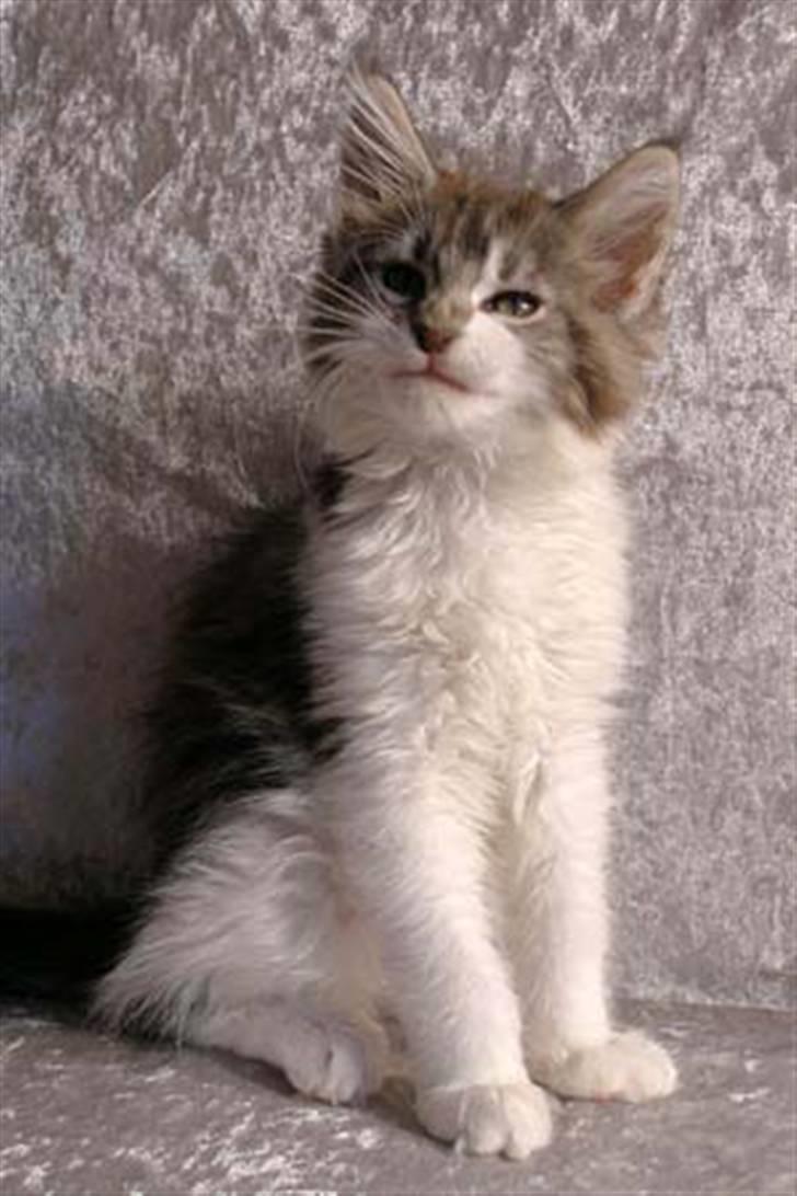 Maine Coon Hard Candy - Jeg kan rynke på næsen - ikke engang når jeg er hos ´fotografen´ kan jeg lade være med at lave numre billede 1