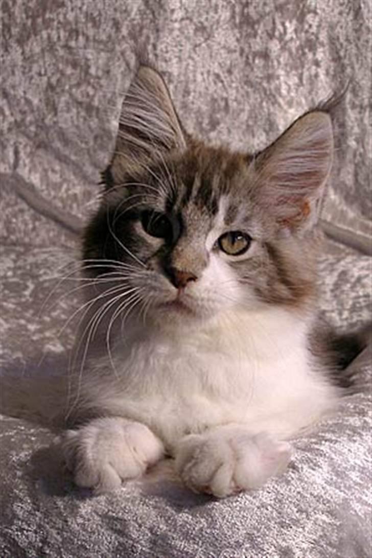 Maine Coon Hard Candy - ...men jeg kan da godt se lidt pæn ud et øjeblik billede 2