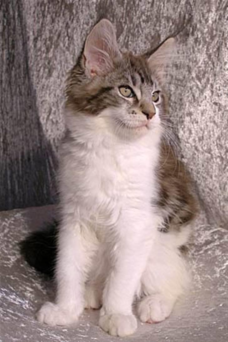 Maine Coon Hard Candy - Som du kan se så har jeg en fin lang box og en god hage billede 3