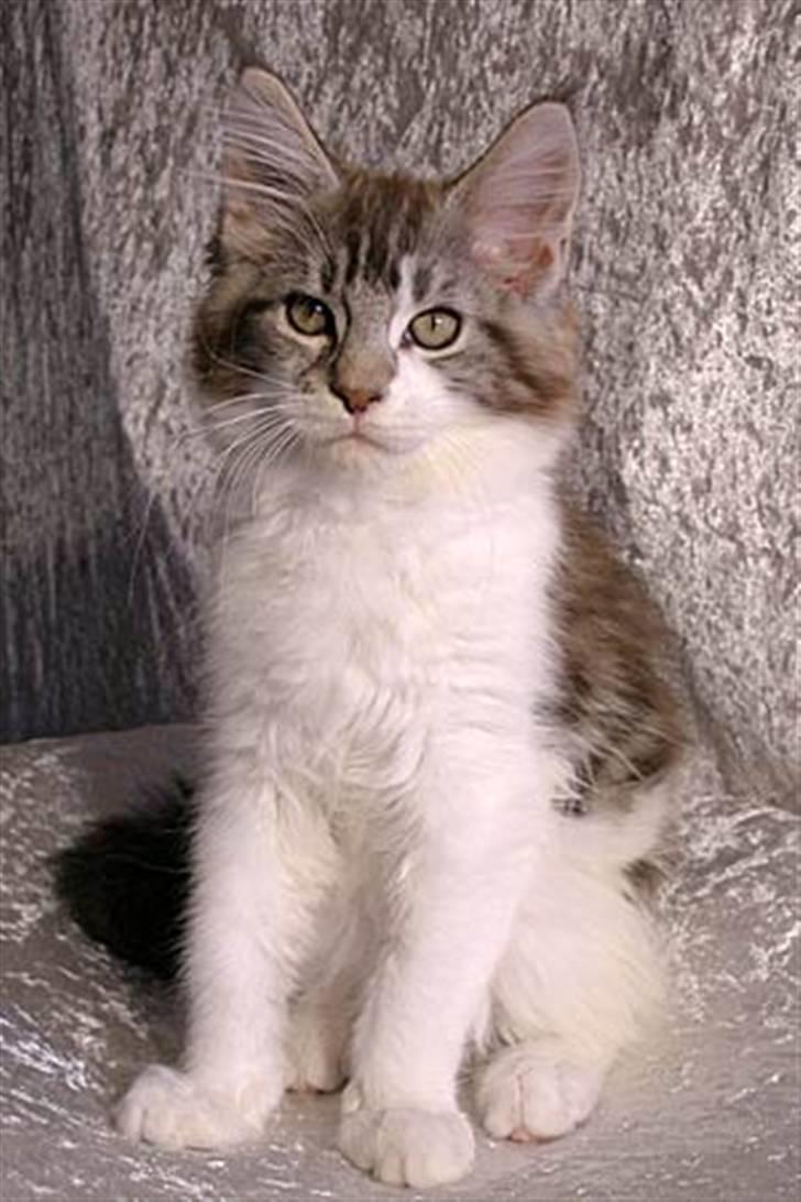 Maine Coon Hard Candy - Mine øre skulle være lige som de bør være, men min mor siger at de bare ikke kan høre :-)  billede 4
