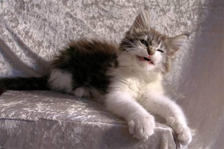 Maine Coon Hard Candy - Det er altså sjovt at få sin mor til at vifte rundt med alverdens legetøj mens jeg bliver fotograferet billede 5