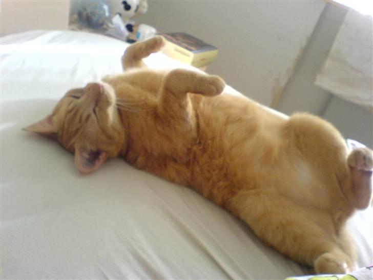 Huskat Garfild billede 9