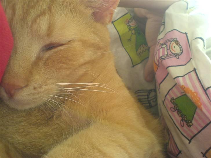 Huskat Garfild billede 10