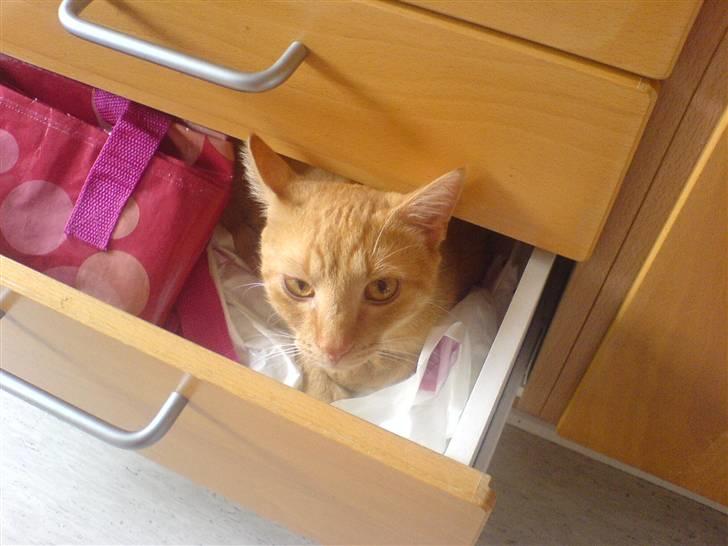 Huskat Garfild billede 11