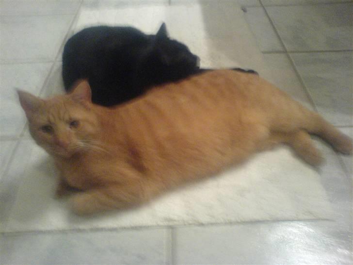 Huskat Garfild billede 12