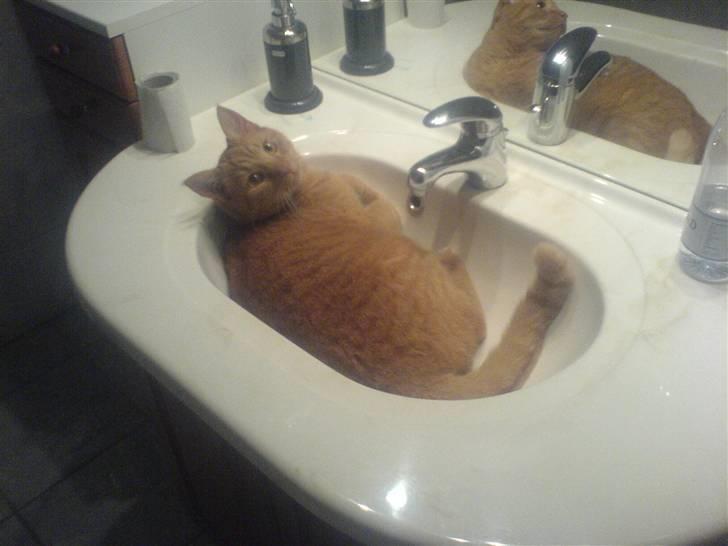 Huskat Garfild billede 13