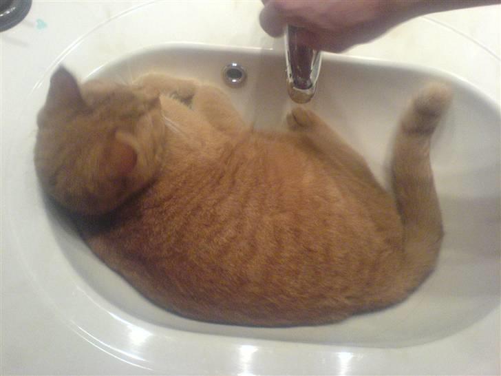 Huskat Garfild billede 14