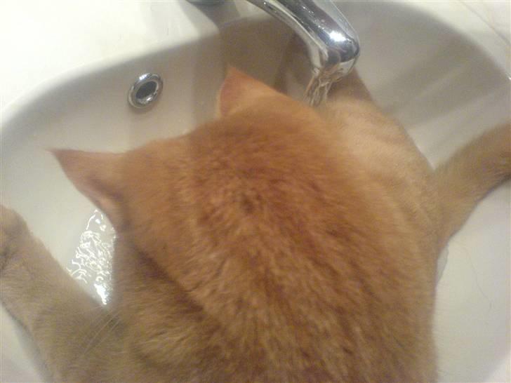 Huskat Garfild billede 15