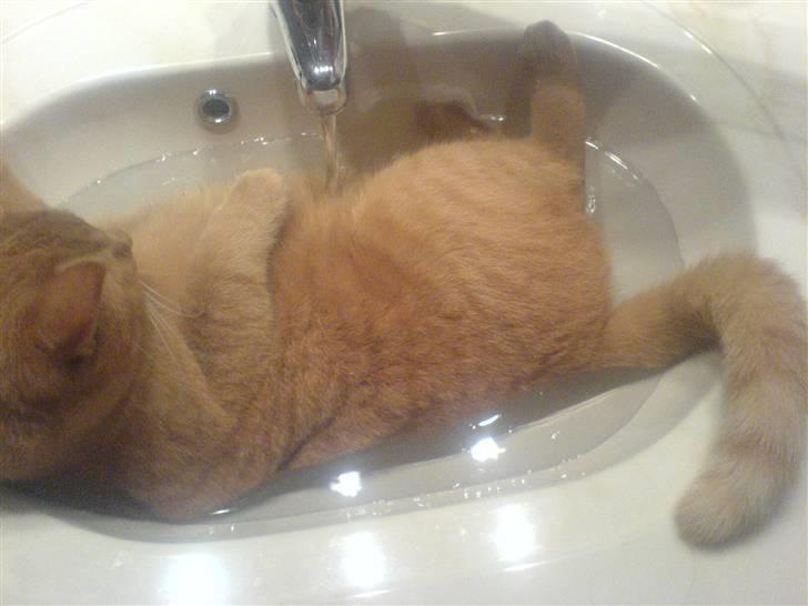 Huskat Garfild billede 16