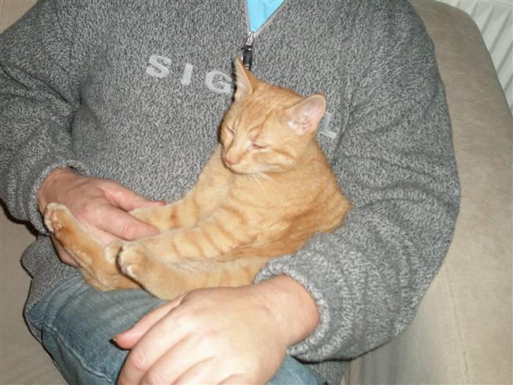 Huskat Garfild billede 18