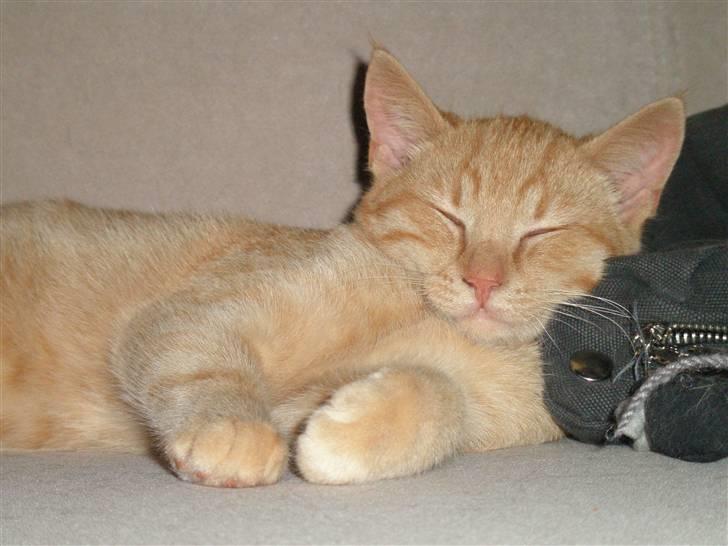 Huskat Garfild billede 19