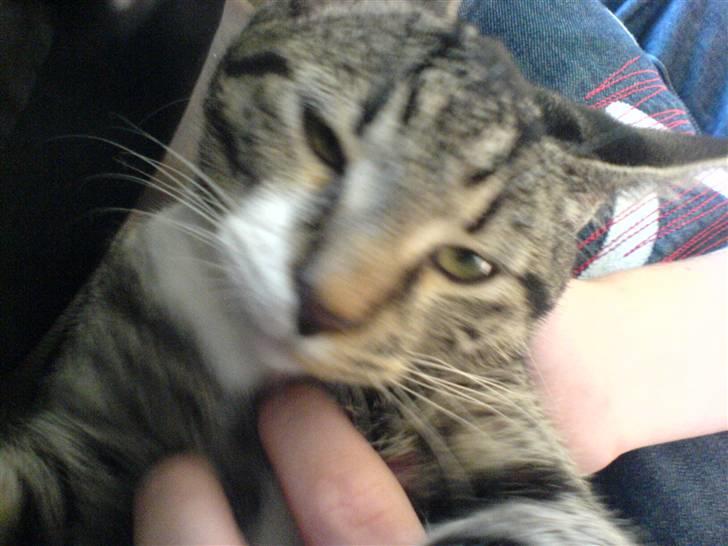 Huskat Batman billede 1