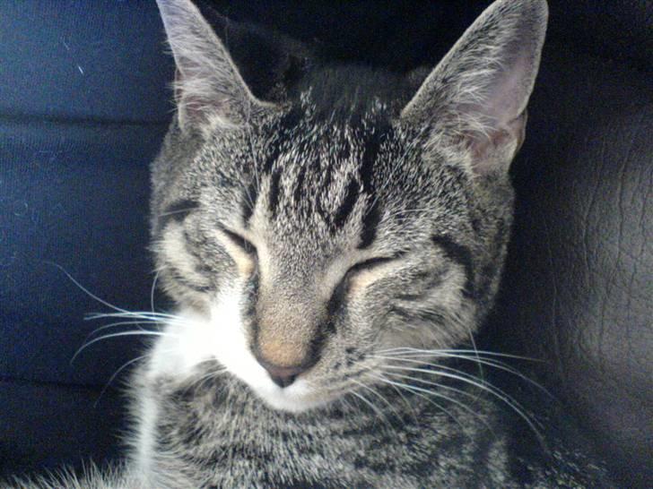 Huskat Batman billede 2