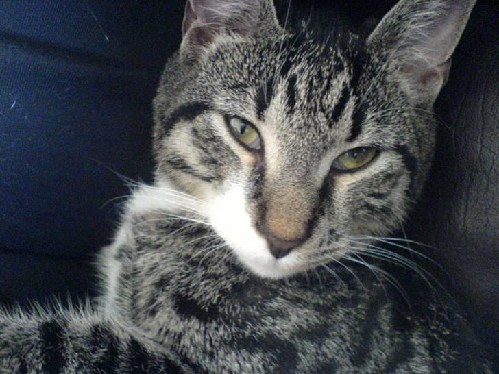 Huskat Batman billede 3