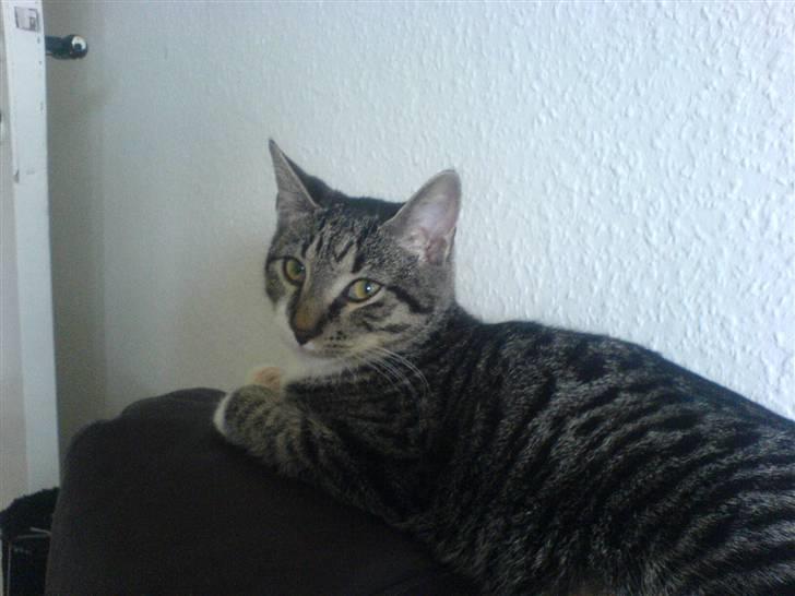 Huskat Batman billede 4