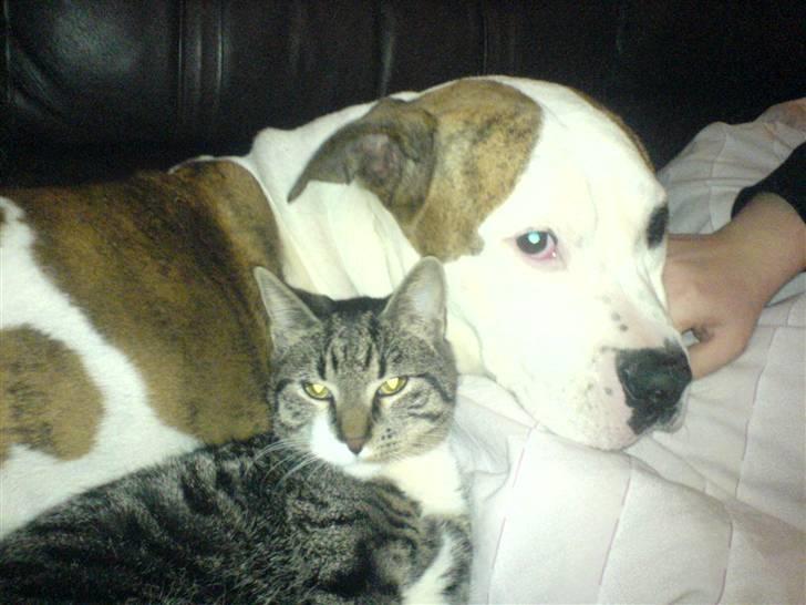 Huskat Batman billede 5