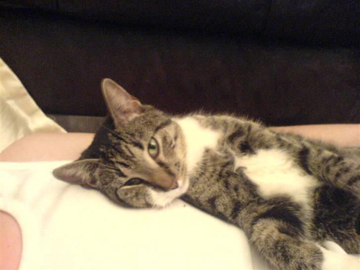 Huskat Batman billede 6