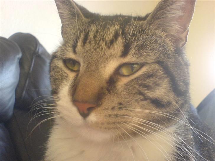 Huskat Batman billede 7