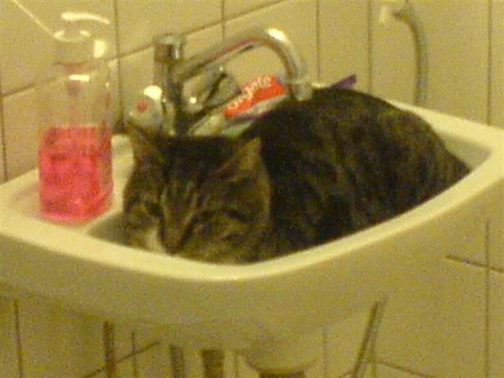 Huskat Batman billede 8