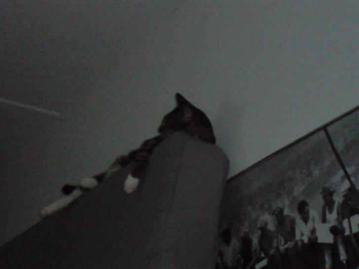 Huskat Batman billede 9