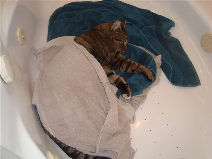 Huskat Elvis - R.I.P Sov godt billede 6