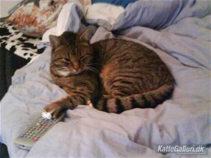 Huskat Elvis - R.I.P Sov godt billede 7