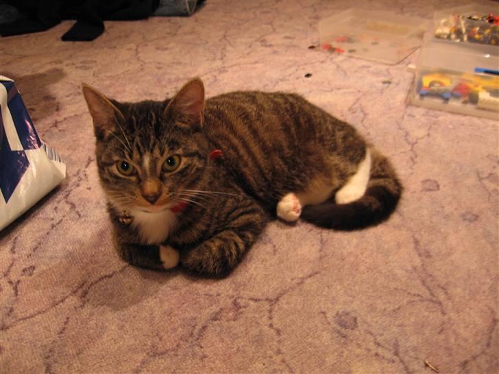 Blanding af racer Futte billede 1