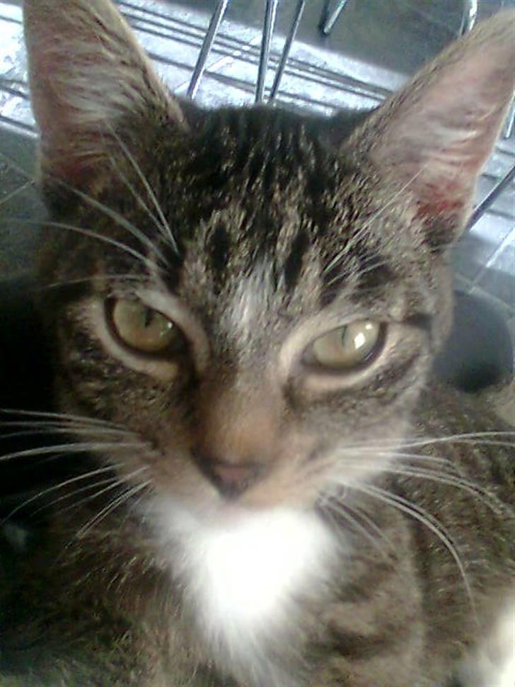 Blanding af racer Futte billede 2