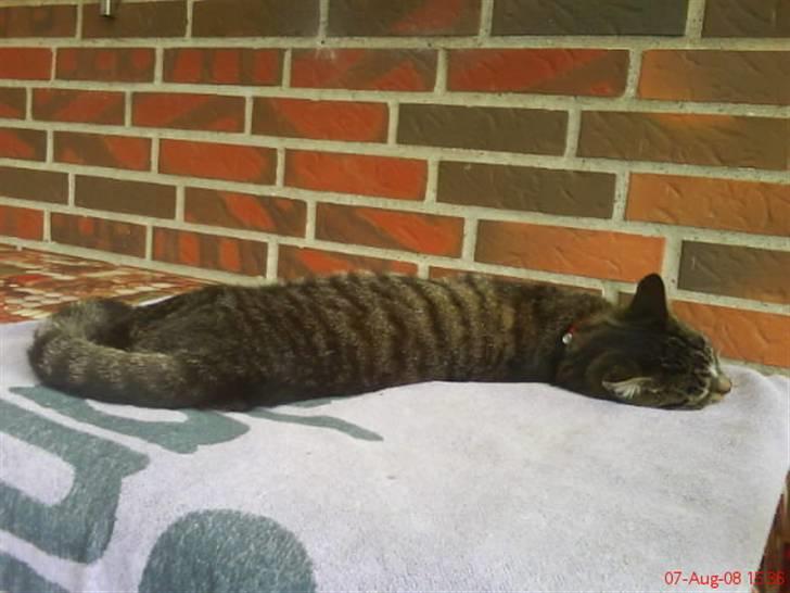 Blanding af racer Futte billede 3